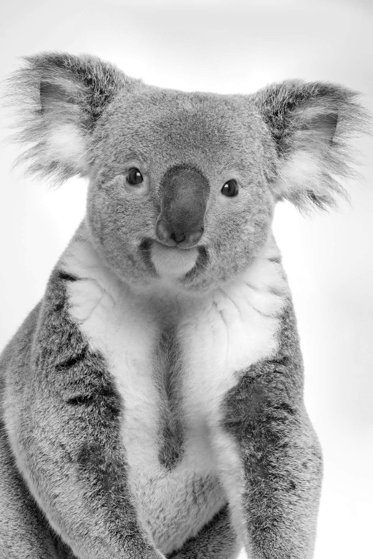koalafied